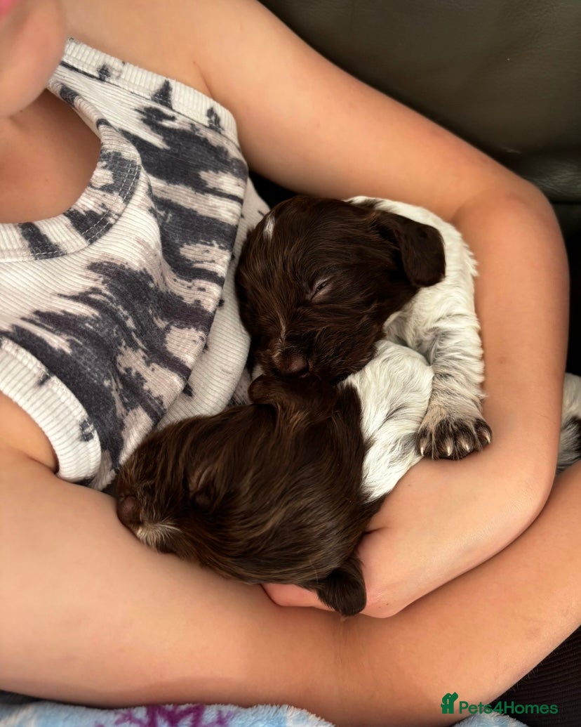 Mixed Breed dogs  german shorthaired pointer/ - Advert 1
