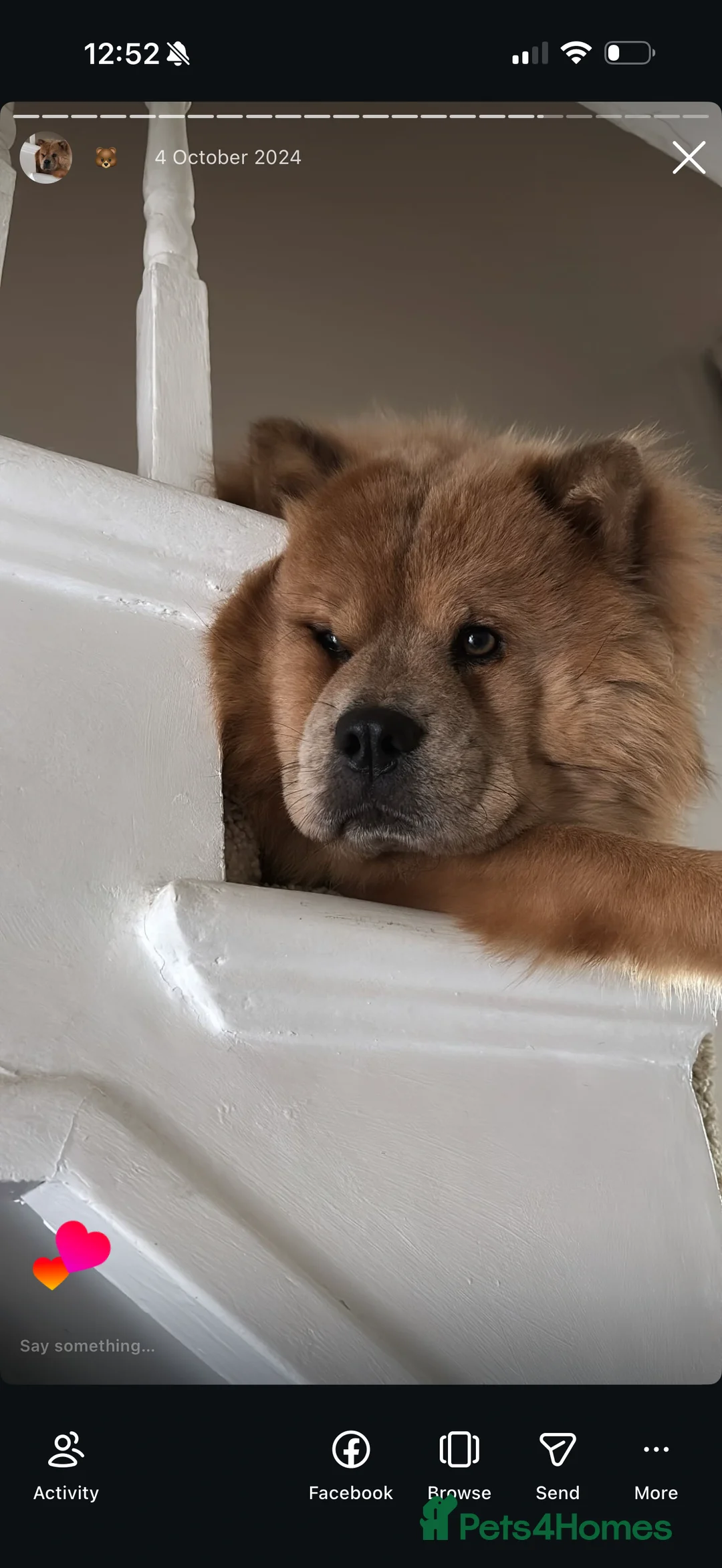 Chow Chow dogs for sale: Luna - Chow Chow - Advert 2