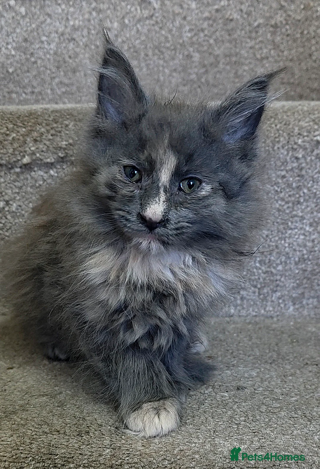 Mixed Breed cats for sale: Female Maine Coon X British Short Hair - Advert 2