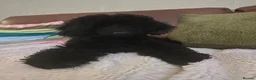 Miniature Poodle dogs for sale: Miniature poodles 1 male 1 female  - Advert 6