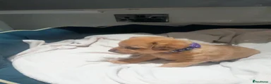 Jack Chi 4