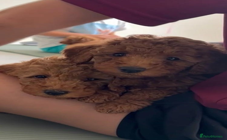 Miniature Poodle dogs - Advert 4
