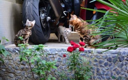 Bengal cats for sale: Stunning pure Bengal Kittens - Image 11