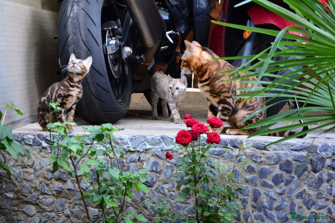 Bengal cats for sale: Stunning pure Bengal Kittens - Image 11