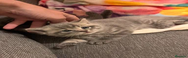 Ragdoll 1