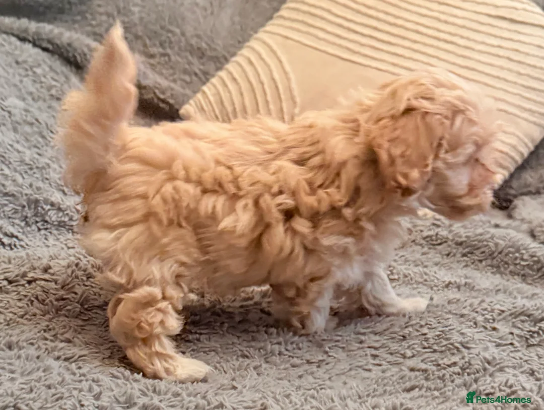 Maltipoo dogs for sale: DNA clear tiny toy F1b maltipoo puppy - Advert 13