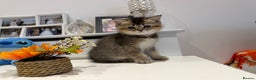 Scottish Fold cats for sale: Purrfect kitten  - Advert 9