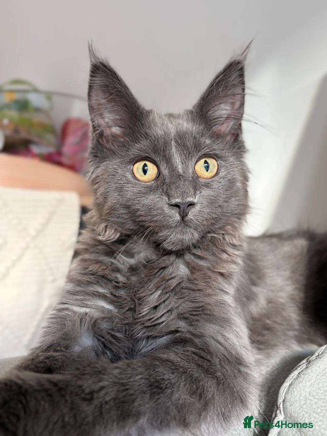 Mixed Breed cats for sale: Maine coon cross kitten - Blue male  - Advert 2