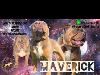 Olde English Bulldogge dogs 💥olde English bulldog stud💥 - Advert 1