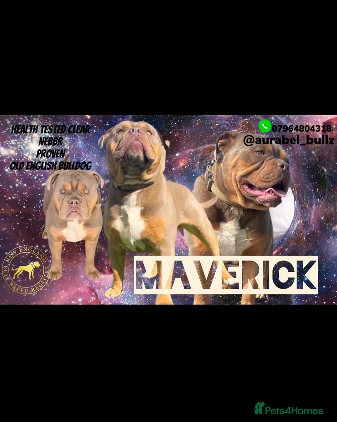 Olde English Bulldogge dogs for stud: 💥olde English bulldog stud💥 - Advert 1