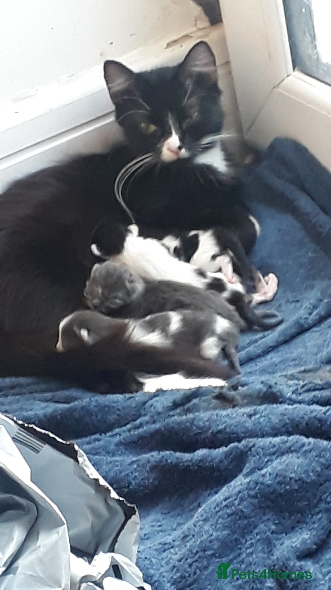 American Wirehair cats for sale: 4 kittens for Sale - Image 4