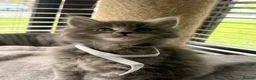 Maine Coon cats for sale: MAINE COON  - Advert 8