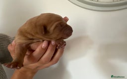Labrador Retriever dogs for sale: Working Class Fox Red Labs  - Image 7