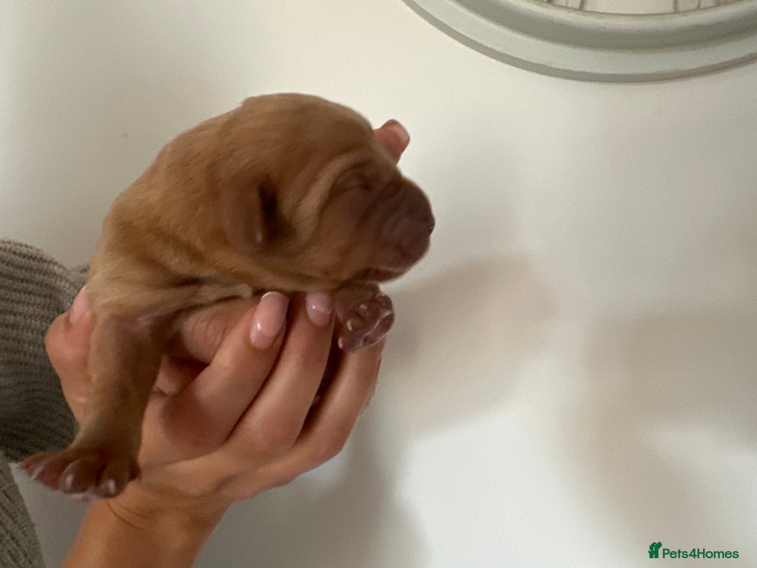 Labrador Retriever dogs for sale: Working Class Fox Red Labs  - Image 7