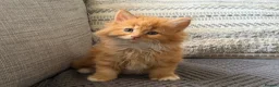 Maine Coon cats for sale: Beautiful half Maine coon kittens available.  in Bristol - Advert 2