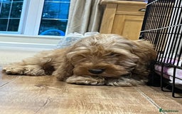 Cockapoo dogs for sale: Healthy Cockapoos boys fully vaccinated  - Image 11