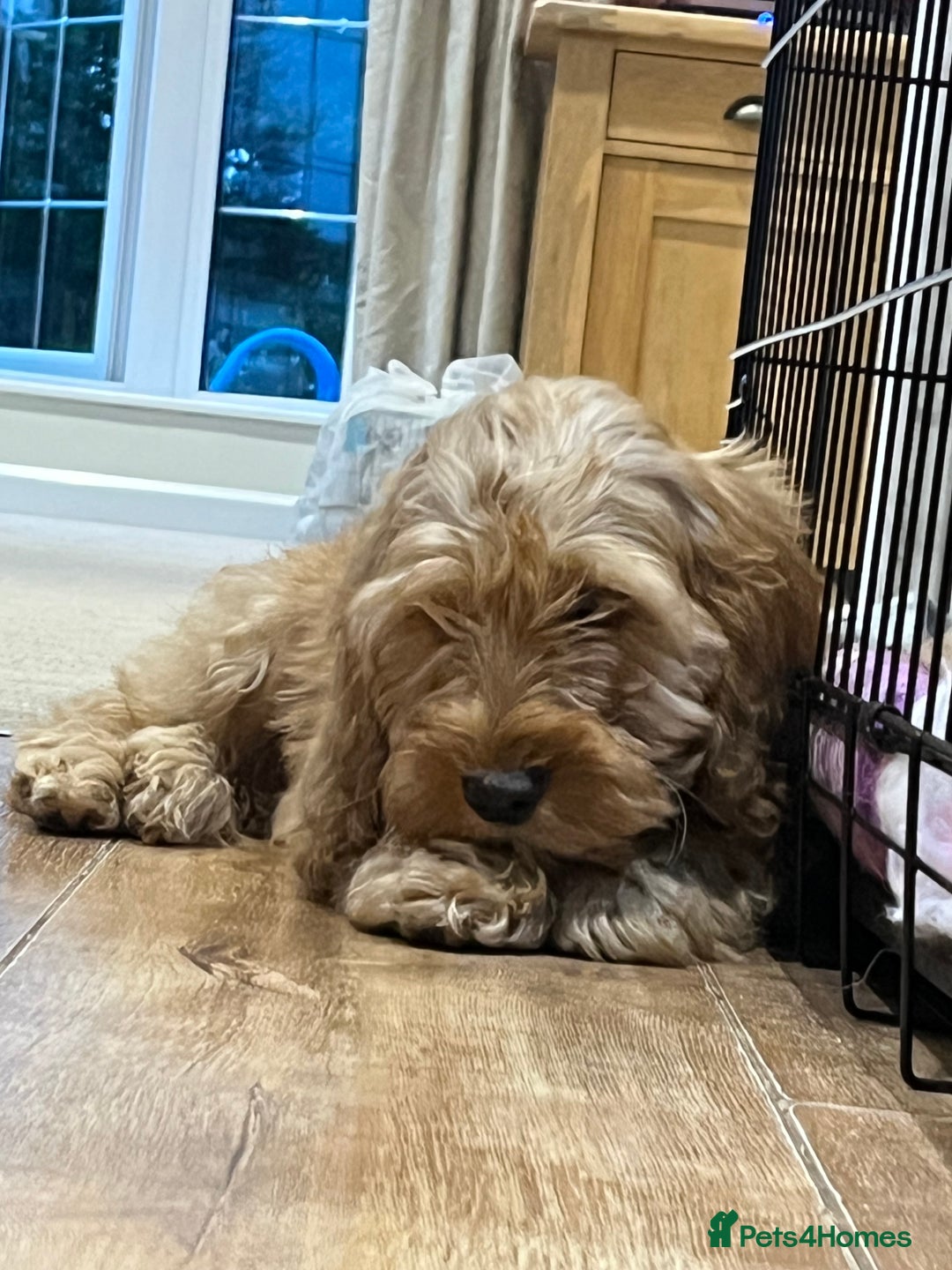 Cockapoo dogs for sale: Healthy Cockapoos boys fully vaccinated  - Image 11