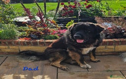 Caucasian Shepherd Dog dogs for sale: Caucasian Shepherd puppies  - Image 9