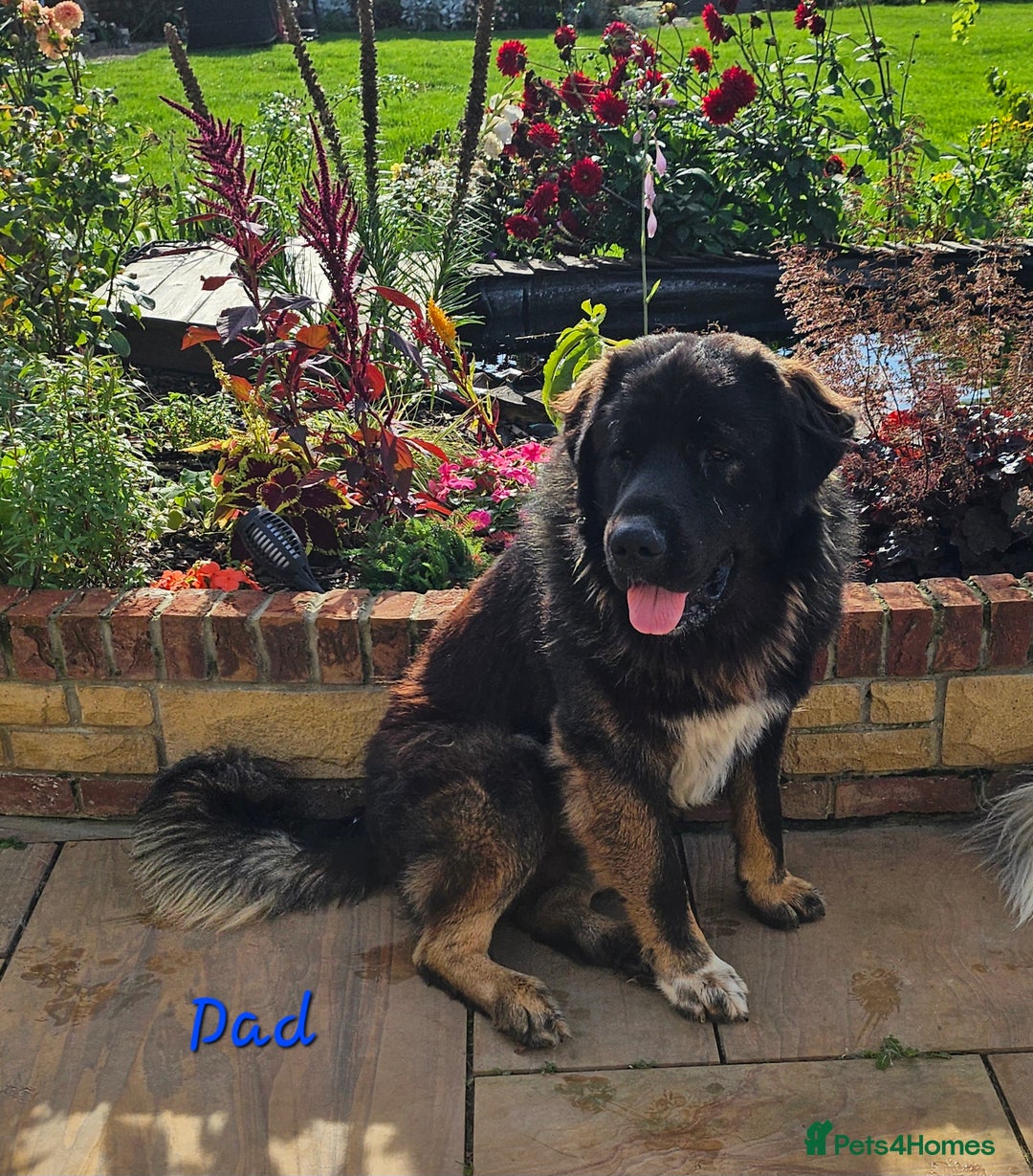Caucasian Shepherd Dog dogs for sale: Caucasian Shepherd puppies  - Image 9