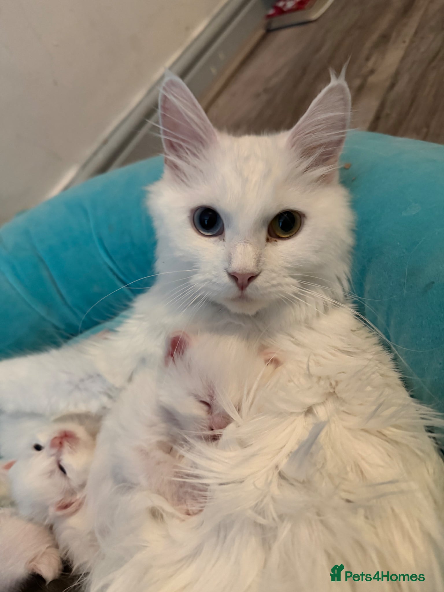 Maine Coon cats Beautiful XL Maine coons  - Advert 1