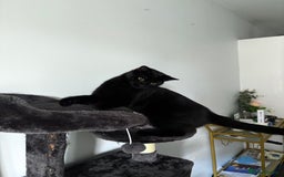Bombay cats for sale: male cat 1 year old Bombay cross - Image 3