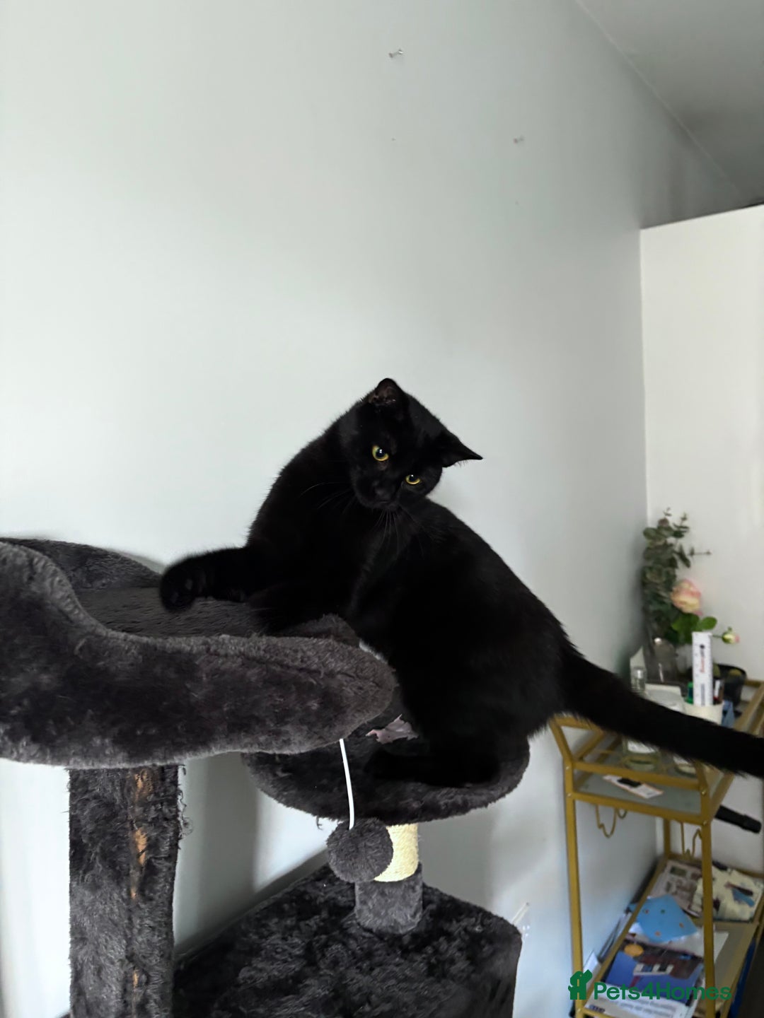 Bombay cats for sale: male cat 1 year old Bombay cross - Image 3