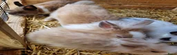 Mixed Breed rabbits for sale: Beautiful rabbits  - Advert 4