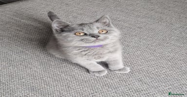 British Shorthair cats - Advert 3