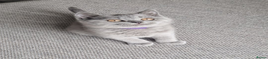 British Shorthair Kitten 3