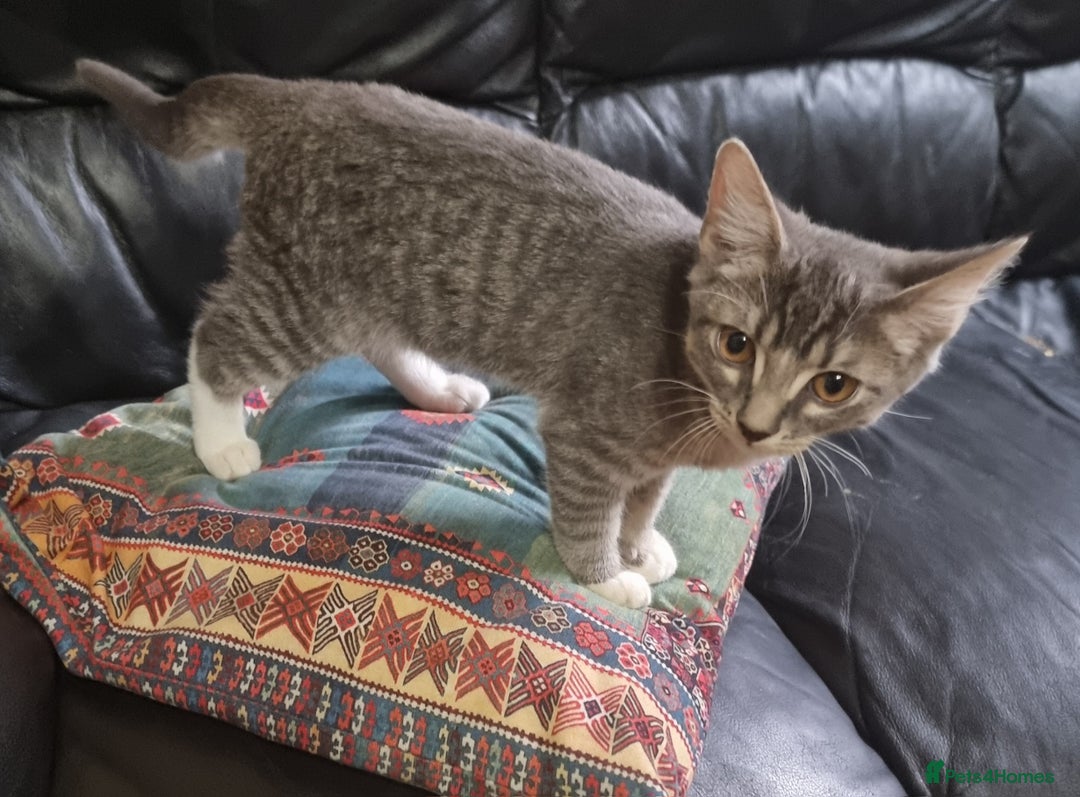 Sphynx cats for sale: Grey/Lilac/Blue half Sphynx, tabby Kittens - Image 1