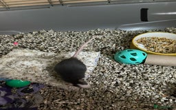 Rat rodents for sale: Rats & complete set up - Image 2