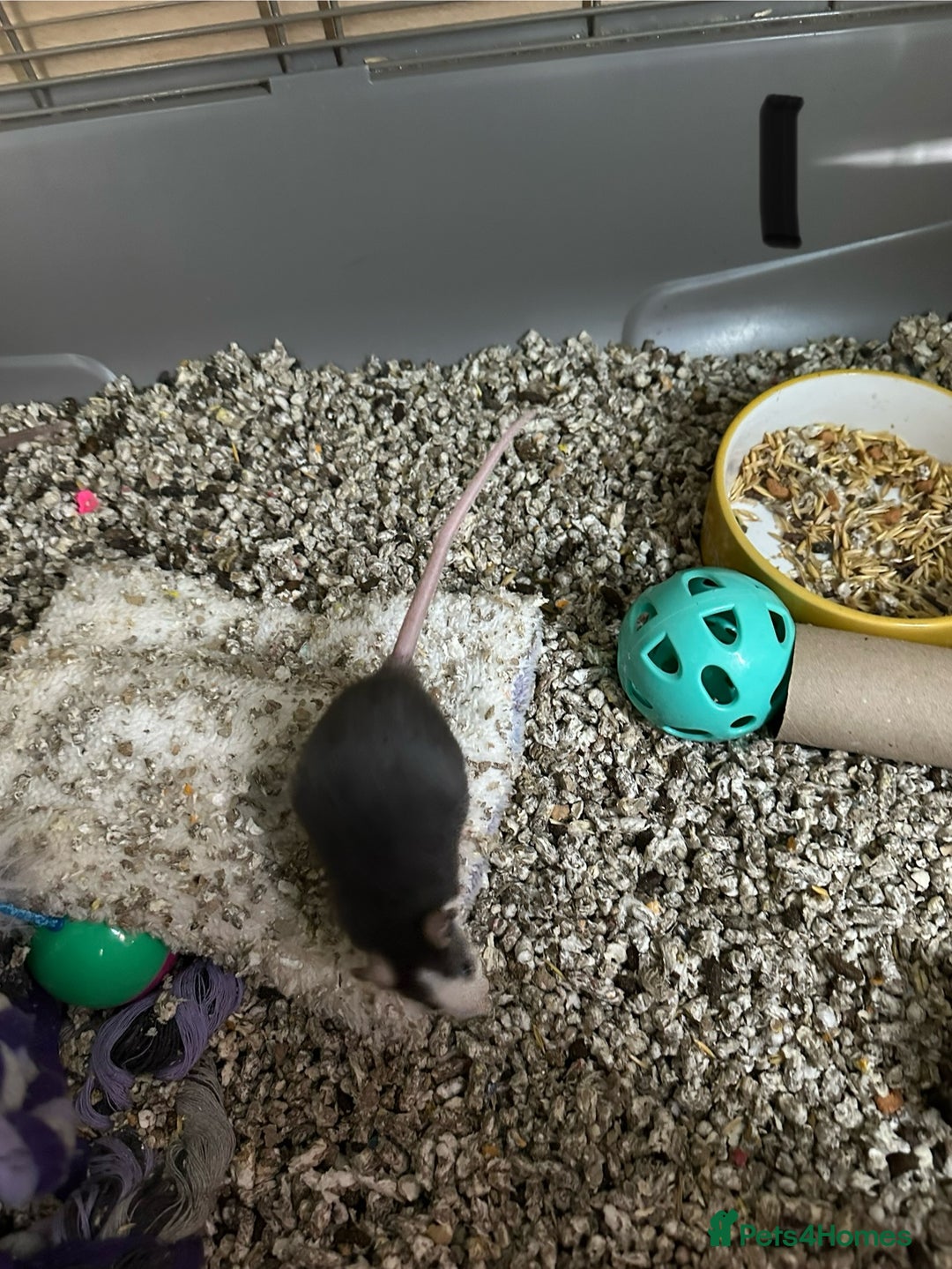 Rat rodents for sale: Rats & complete set up - Image 2