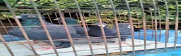 Pigeons birds for sale: Pigeones for sale in hackney London  - Advert 6