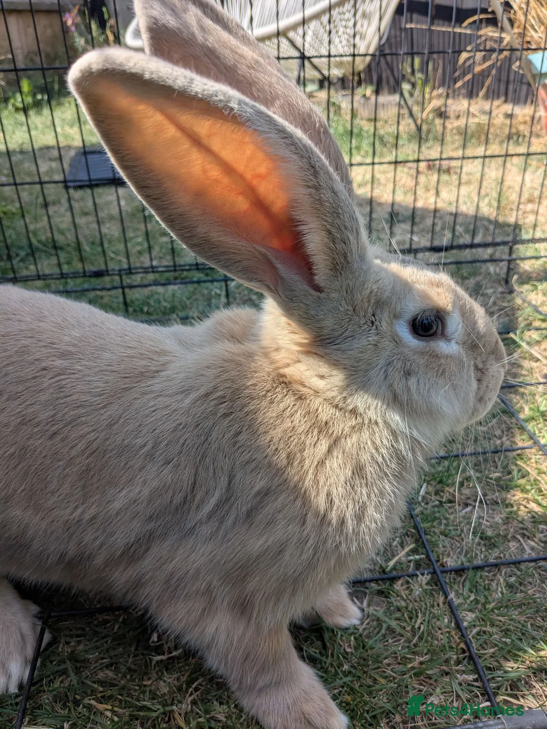 Continental Giant rabbits for sale: Continental giant for sale  - Advert 2