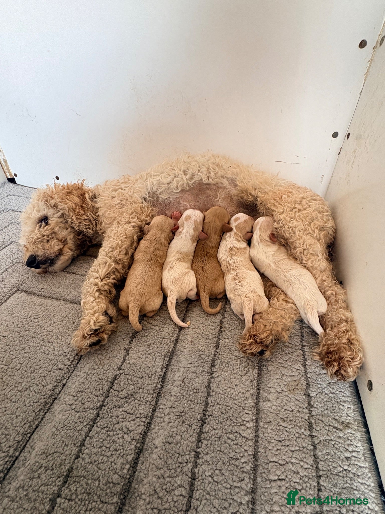 Cavapoo dogs Cavapoo puppies - Advert 1