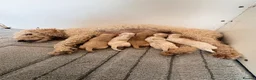 Cavapoo dogs for sale: Cavapoo puppies - Advert 1