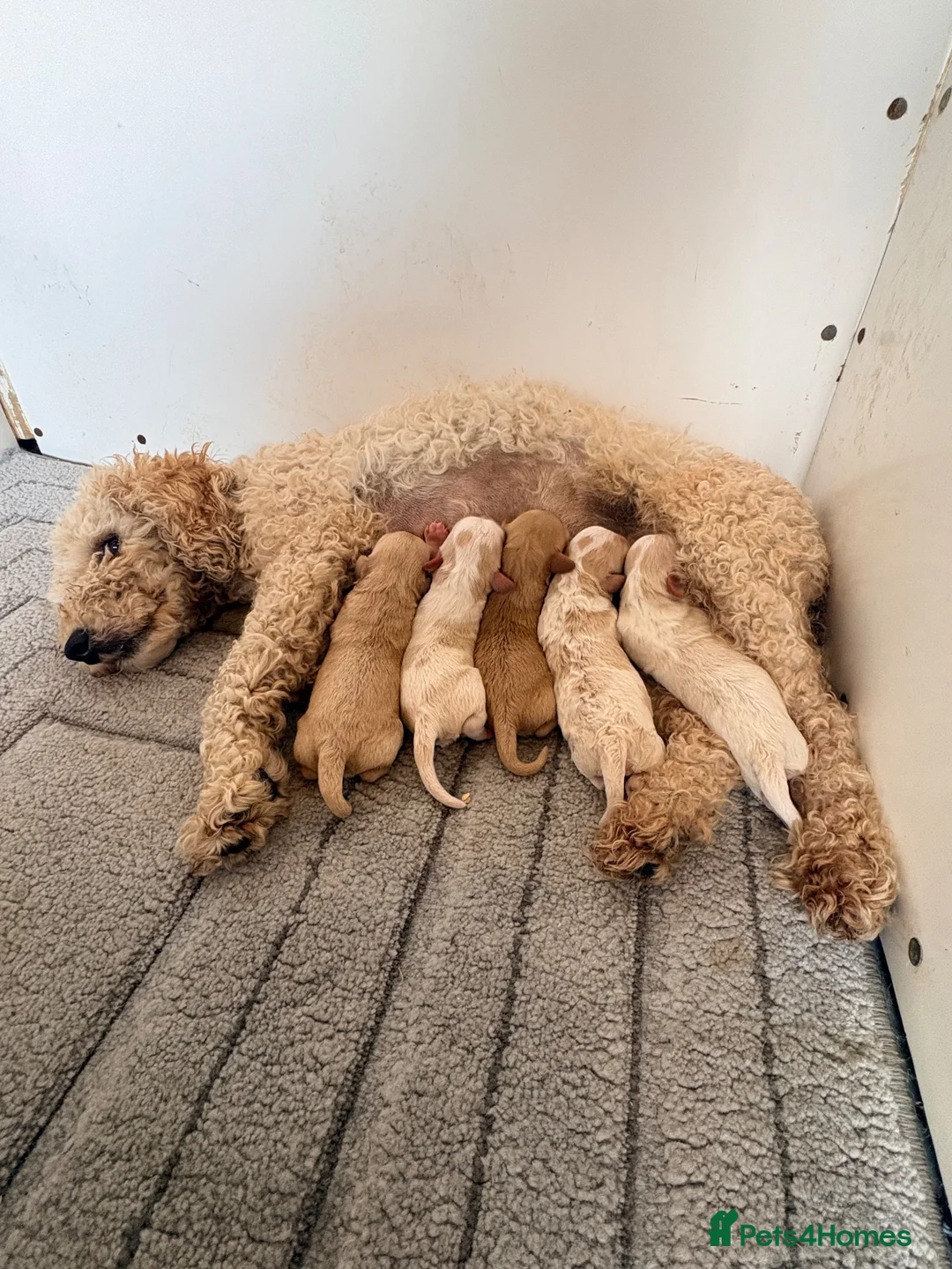 Cavapoo dogs for sale: Cavapoo puppies - Advert 1