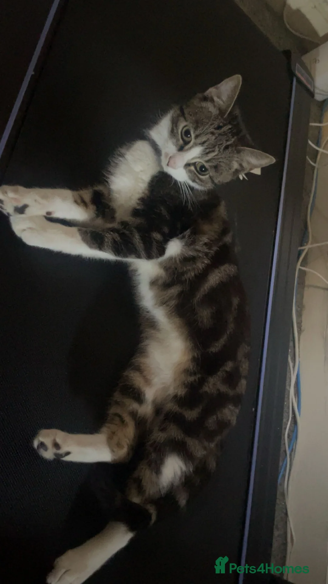 Domestic Shorthair cats for sale: Domestic shorthair  - Advert 2