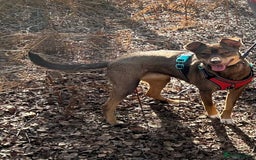 Mixed Breed dogs for sale: 2 year old unneutered female free - Image 5