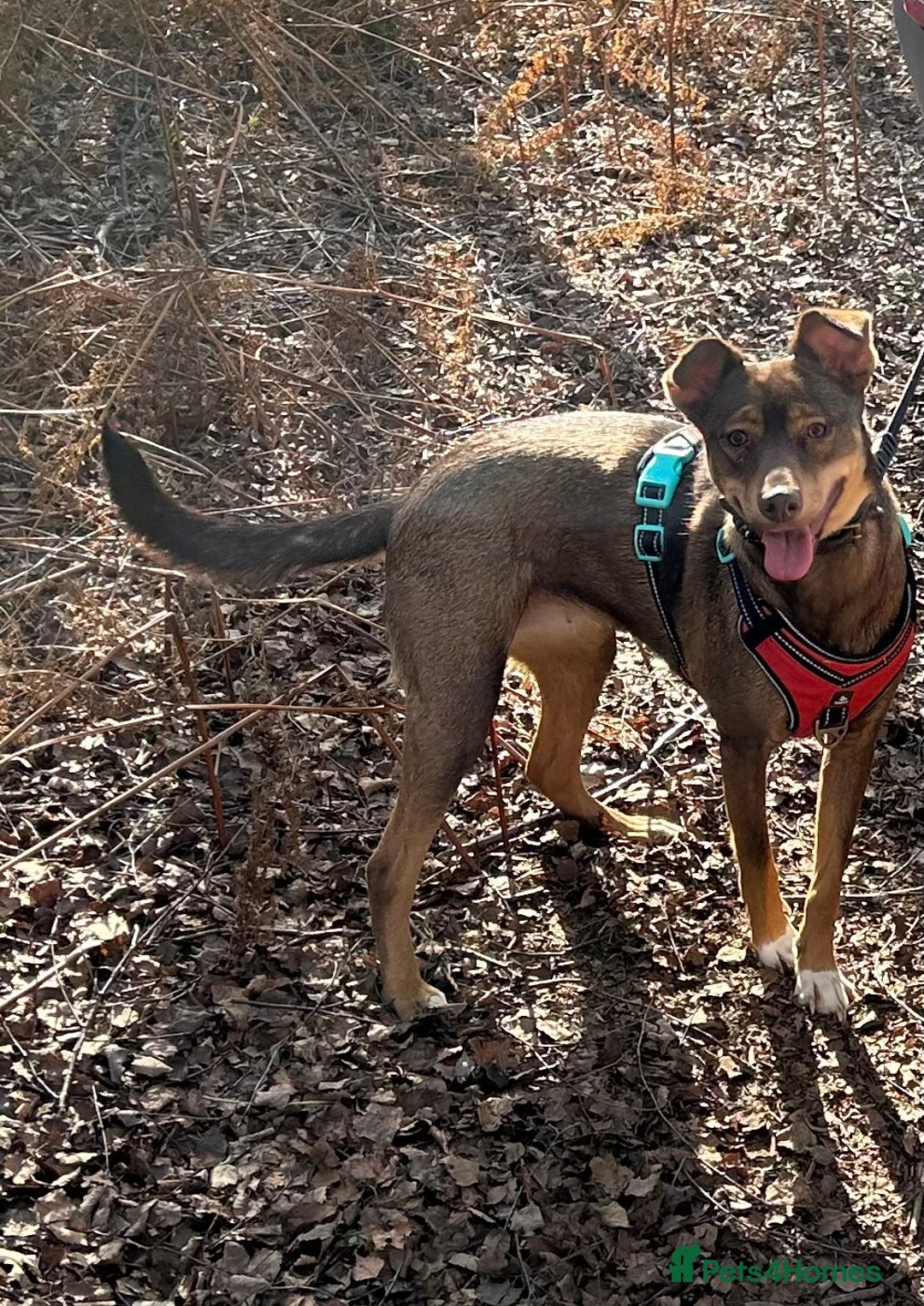 Mixed Breed dogs for sale: 2 year old unneutered female free - Image 5