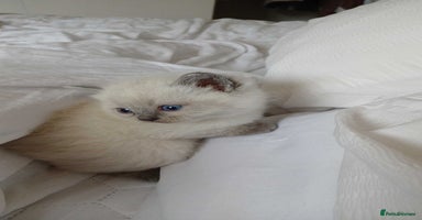 Ragdoll cats Blue seal point Ragdoll kittens  - Advert 9