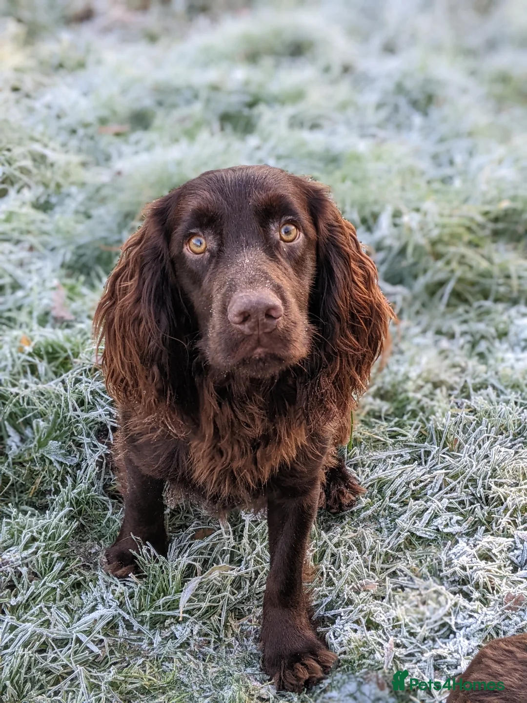 Cocker Spaniel dogs for stud: Liver Cocker Stud – KC Reg, Proven, Family Pet in Nuneaton - Advert 1