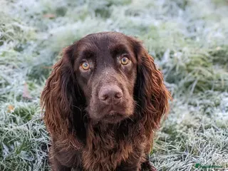 Cocker Spaniel dogs Liver Cocker Stud – KC Reg, Proven, Family Pet in Nuneaton - Advert 2