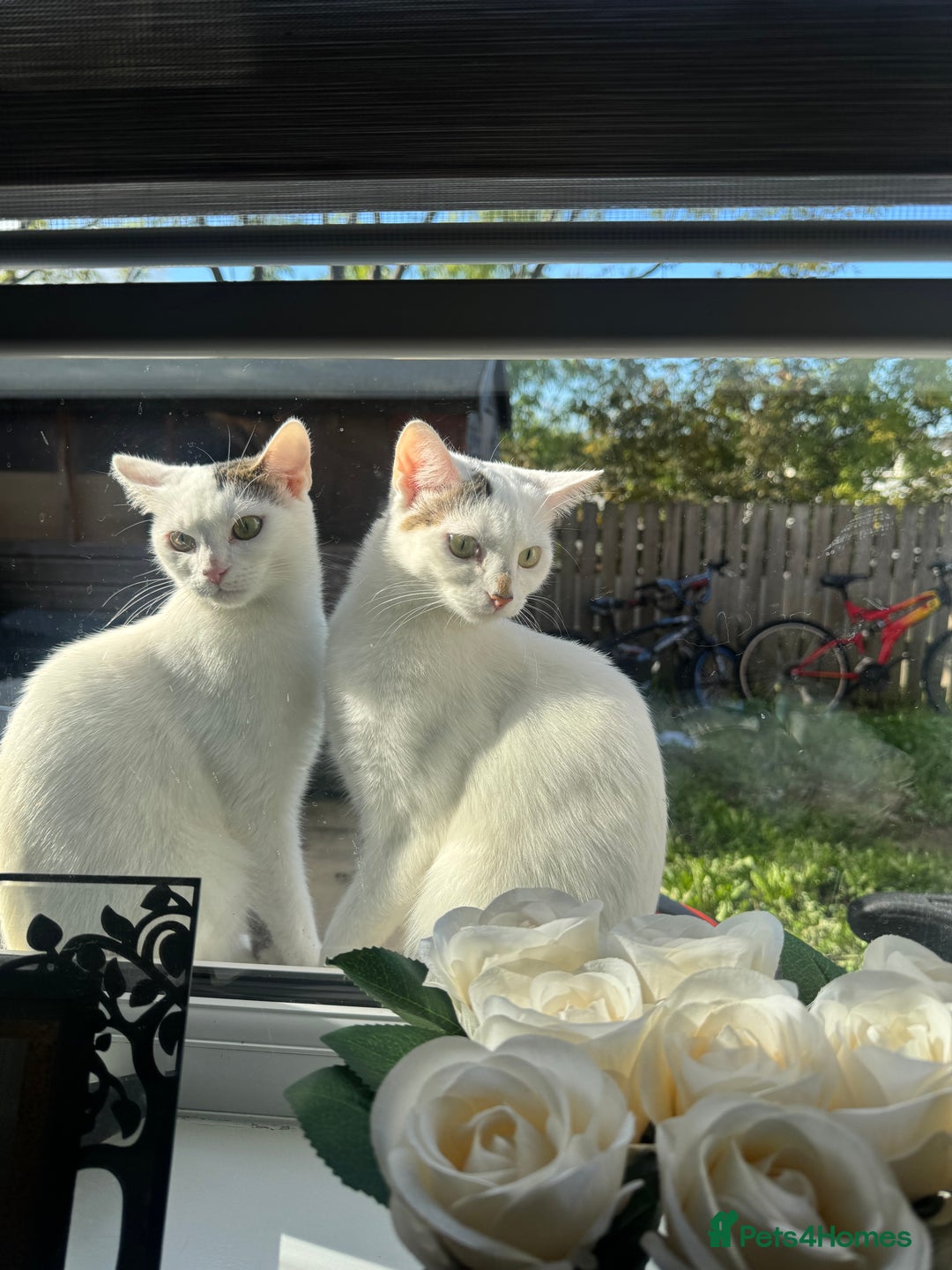 Domestic Shorthair cats for sale: Snow White Cats ❄️ - Advert 2