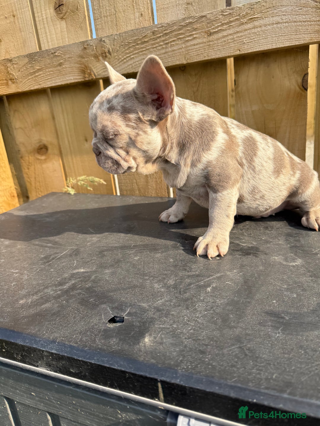 French Bulldog dogs for sale: READY !!🤩DWKC FRENCHIE-Newshade Isabella&Isabella in Driffield - Image 4