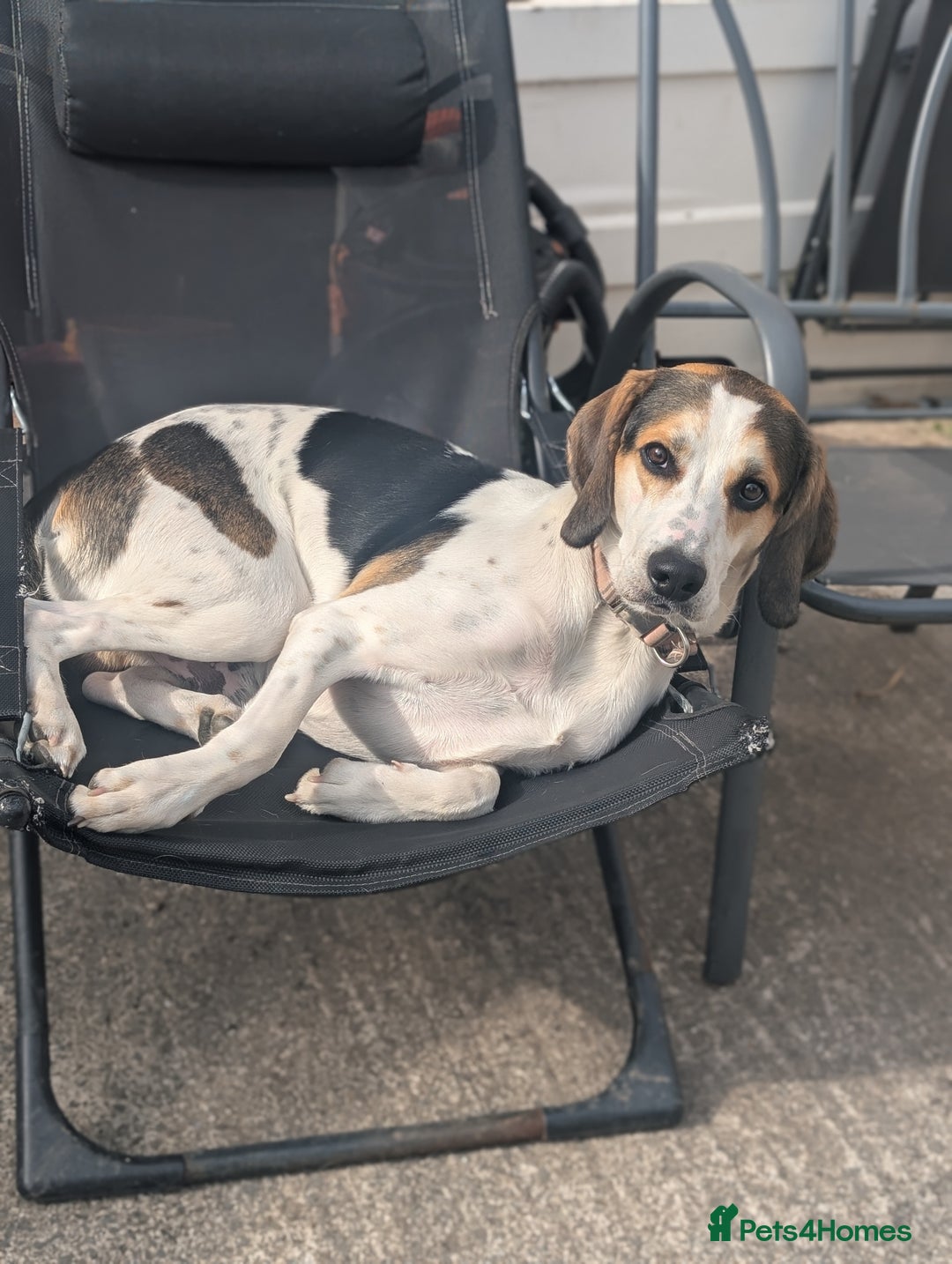 Mixed Breed dogs for sale: Beagle x - Image 5