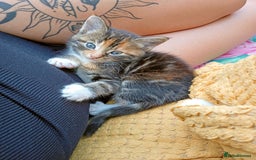 Mixed Breed cats for sale: Beautiful mixed Maine Coon kittens  - Image 6