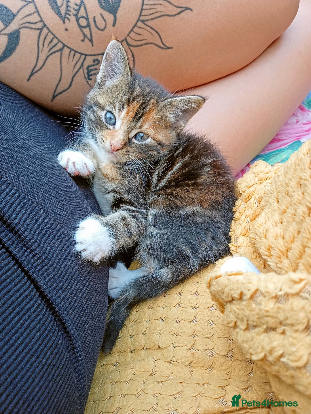 Mixed Breed cats for sale: Beautiful mixed Maine Coon kittens  - Image 6