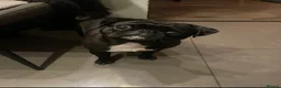 Pug dogs for sale: Kev the pug - Advert 2