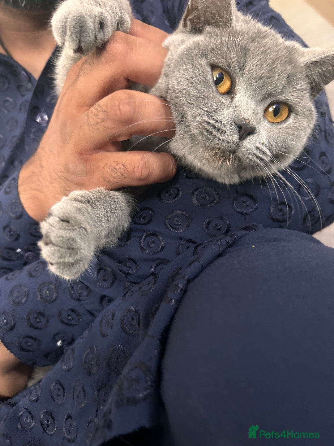 British Shorthair cats for sale: British short hair x toriti  - Image 5